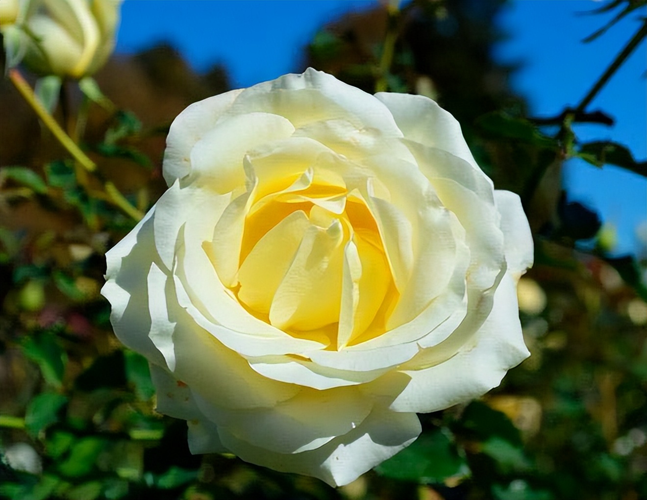 我的前半生罗子君抢闺蜜男友,我的前半生罗子君找到证据