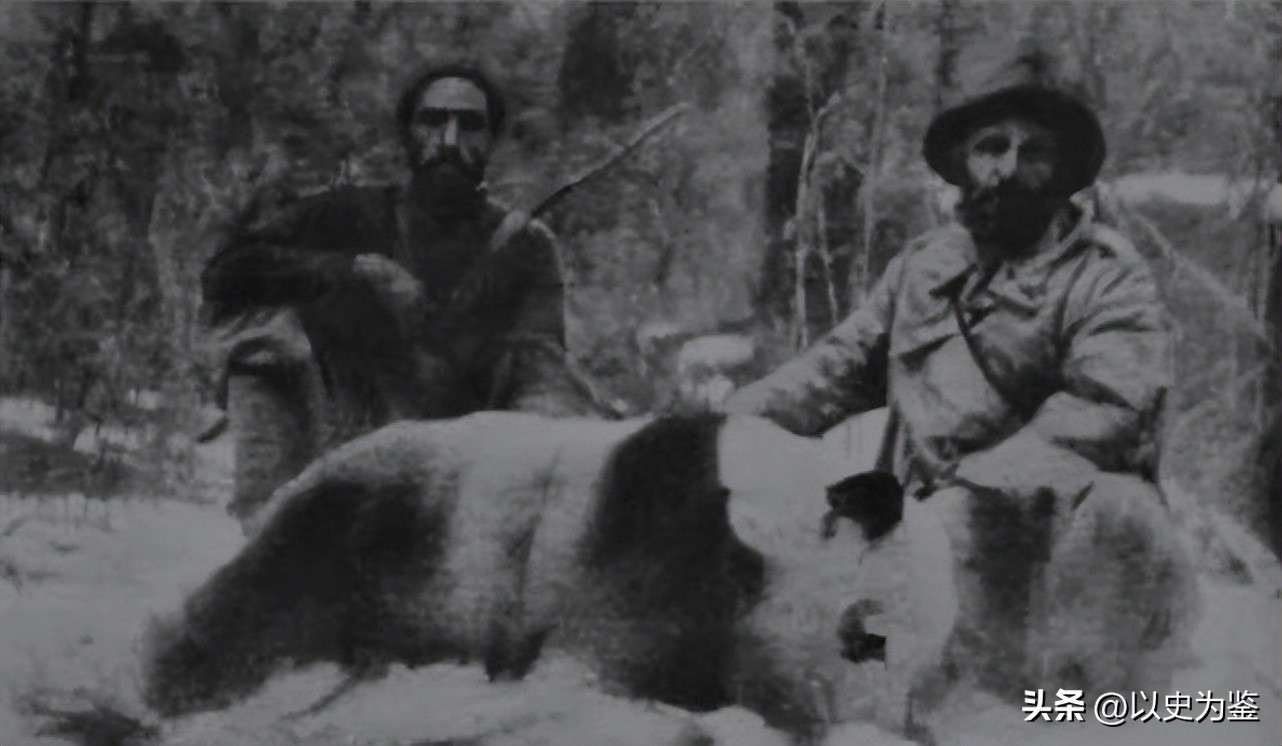 被偷的12只大熊猫,1939年被偷到英国的大熊猫