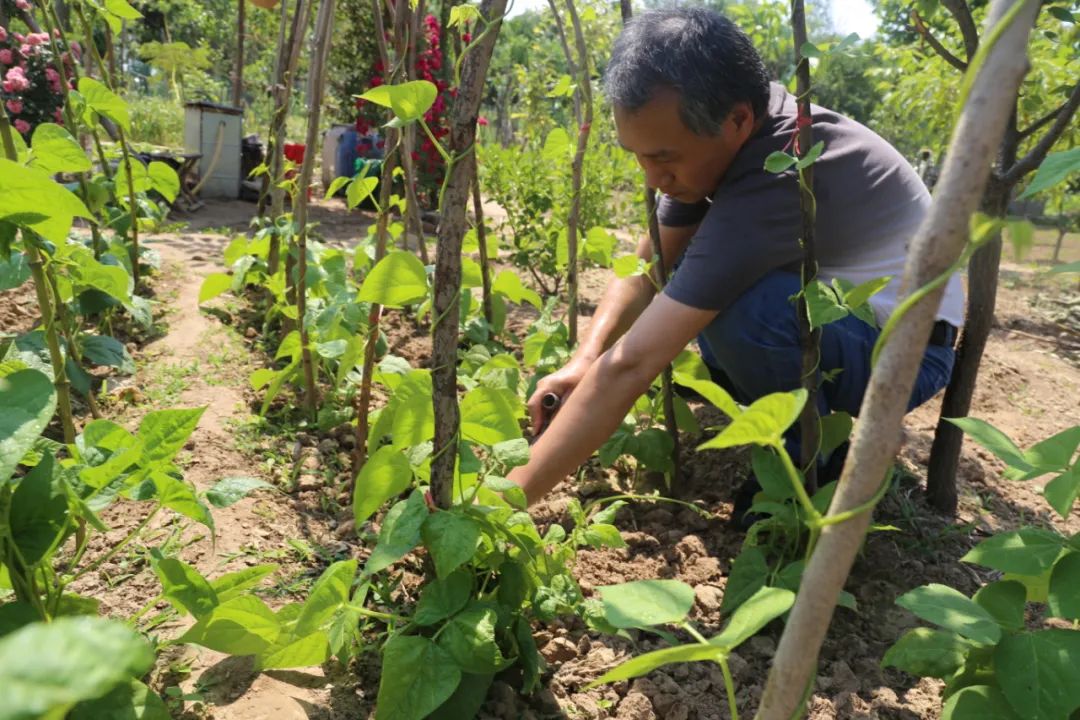 南京租地种菜农场,城市农夫屋顶蔬菜果园