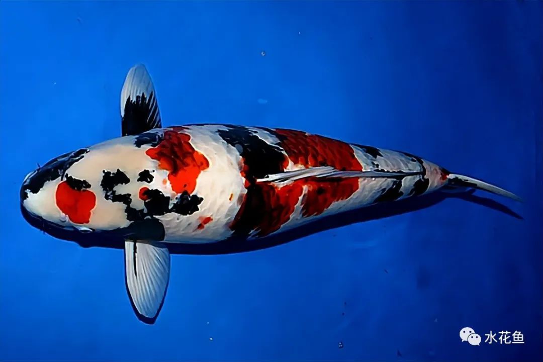 锦鲤的种类和图片大全,常见的十种锦鲤品种图片