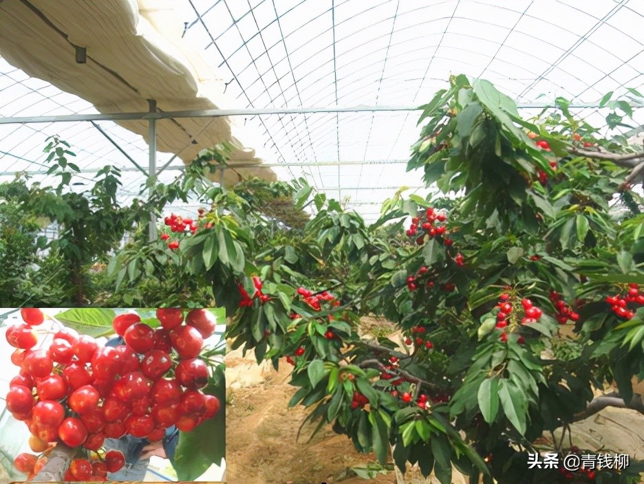 大棚樱桃种植高产技术,临朐樱桃种植技术和施肥方法