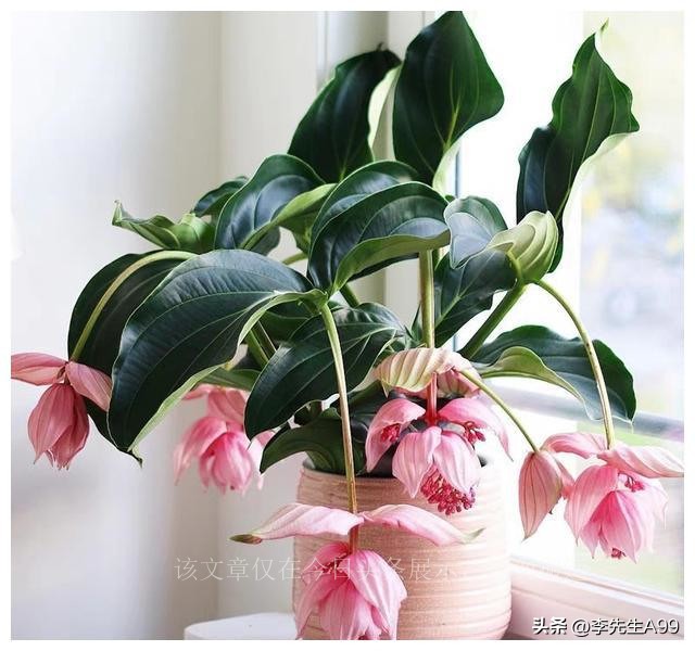 3种花旺宅又招财富贵人家都在养,5种花特别招财家里应该养一盆