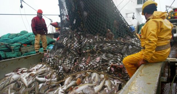 大西洋鳕鱼数量,大西洋鳕鱼现状