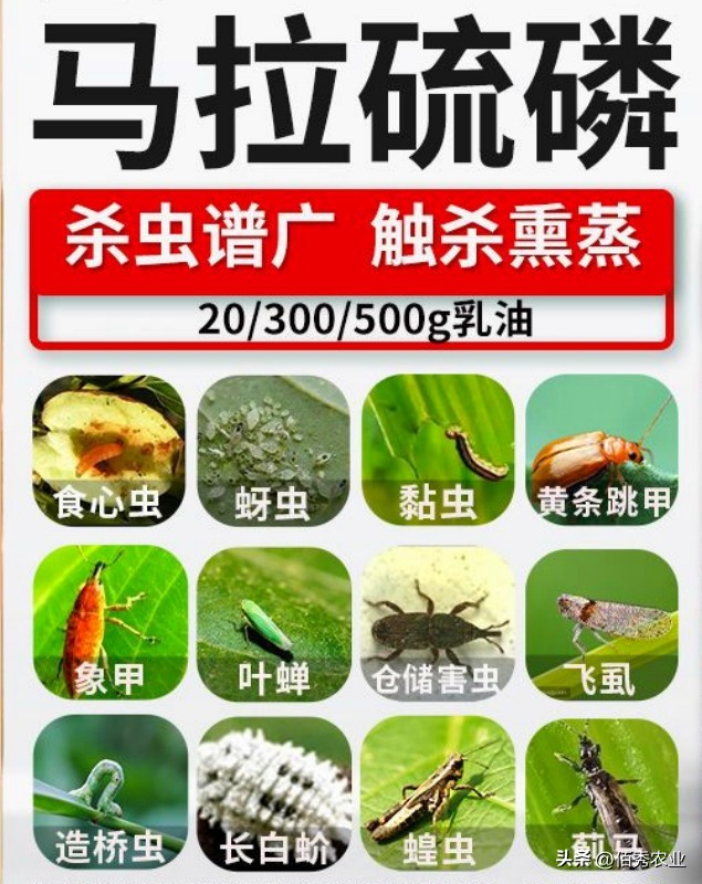 对人畜低毒的马拉硫磷,可防治3大领域害虫,却被农民朋友嫌弃
