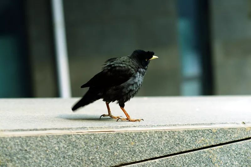 栖杠就是鸟儿的床，必须准备两根栖杠及时更换清洗消毒。