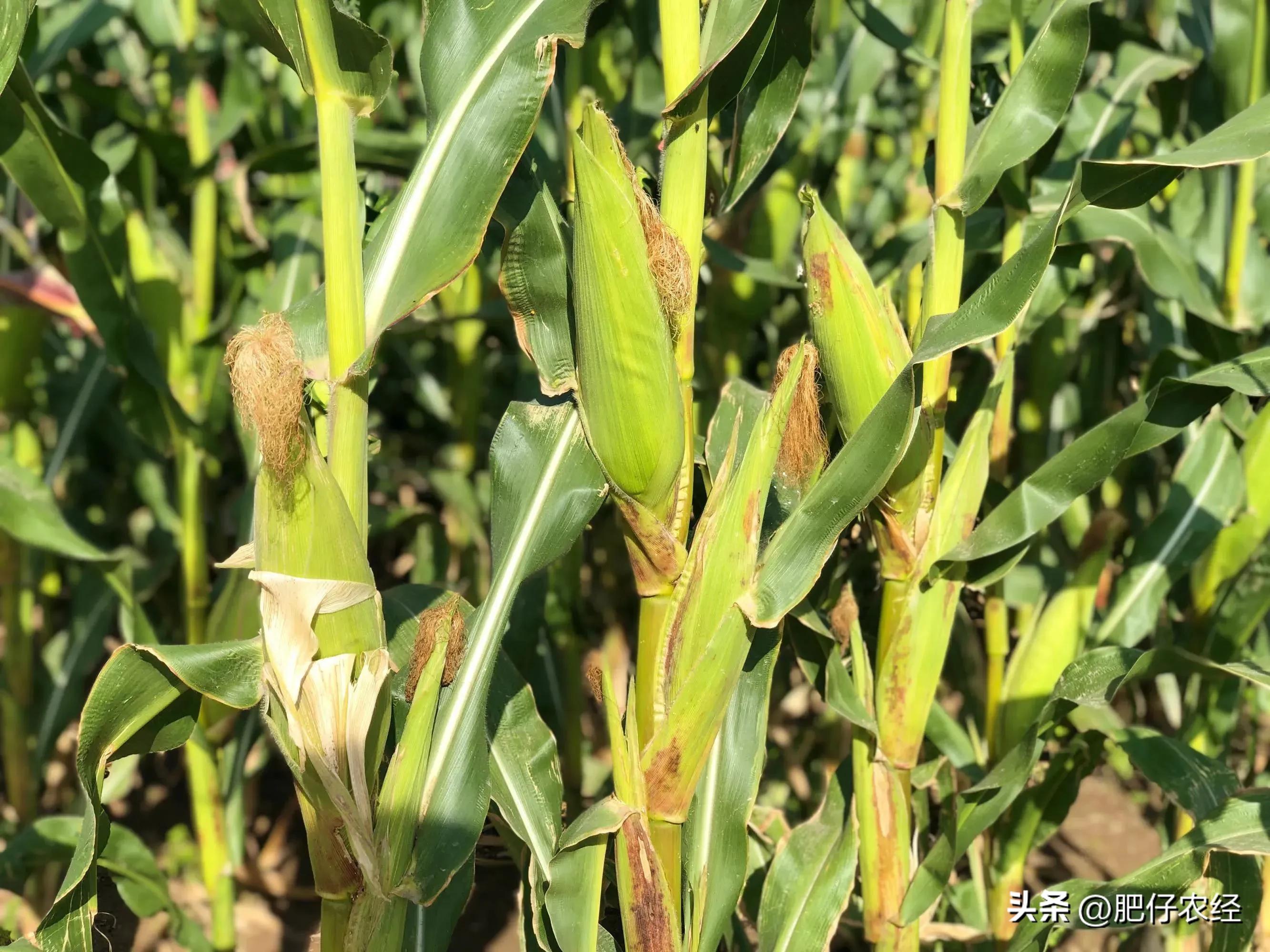 中秋佳节将至的意思,中秋将至俗语