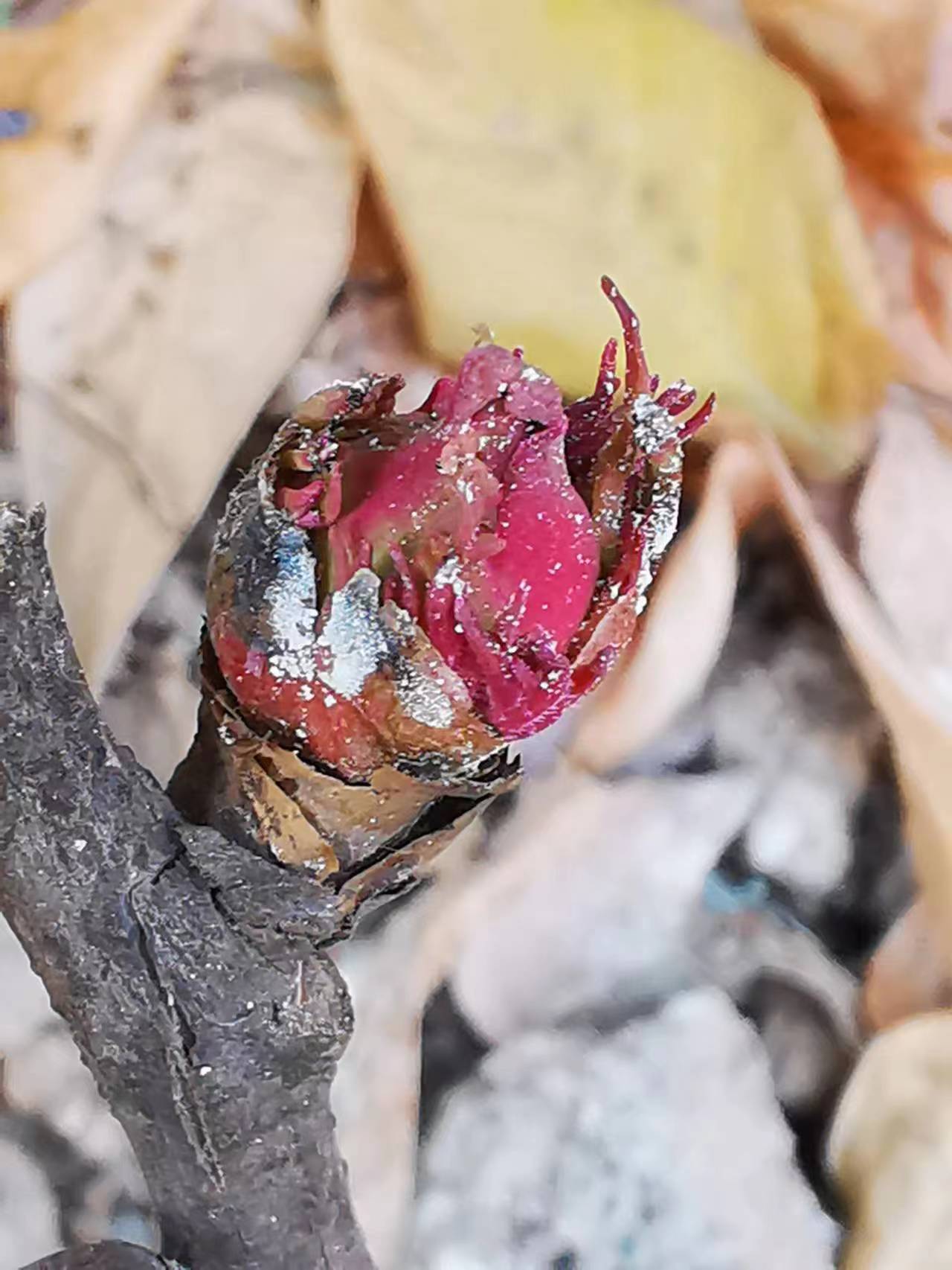 欣赏牡丹花开视频,牡丹各品种的花芽