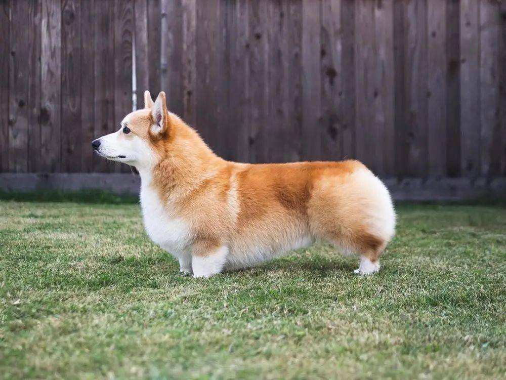 狗狗断甲是不是虐狗,狗狗为何要断尾