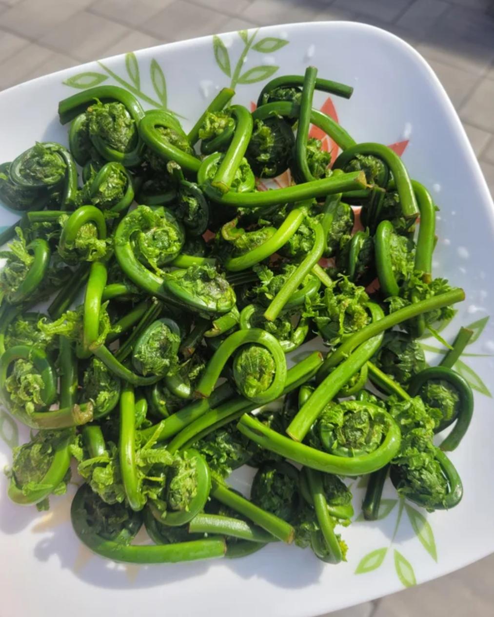 华人美国挖野菜，吃罚单？在纽约是这样挖蕨菜、韭菜、荠菜的