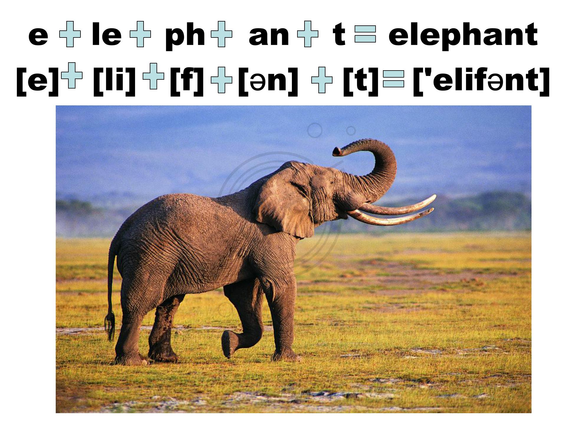 如何快速默写48个国际音标,音标背诵最快的方法
