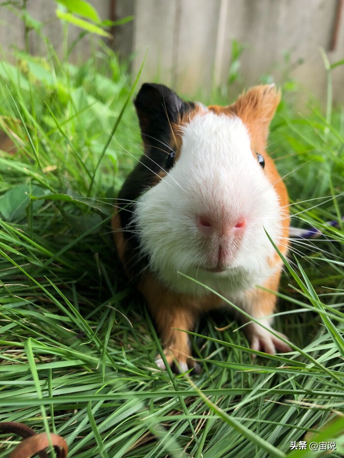 豚鼠的饲养方法和技术,豚鼠的养殖方法和注意事项