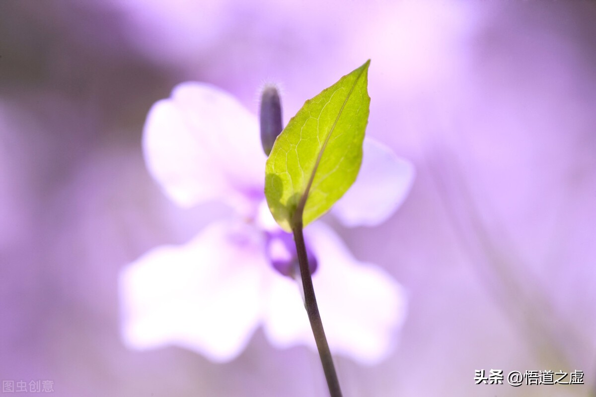 公建民营和民办公助,公建民营和公建国营