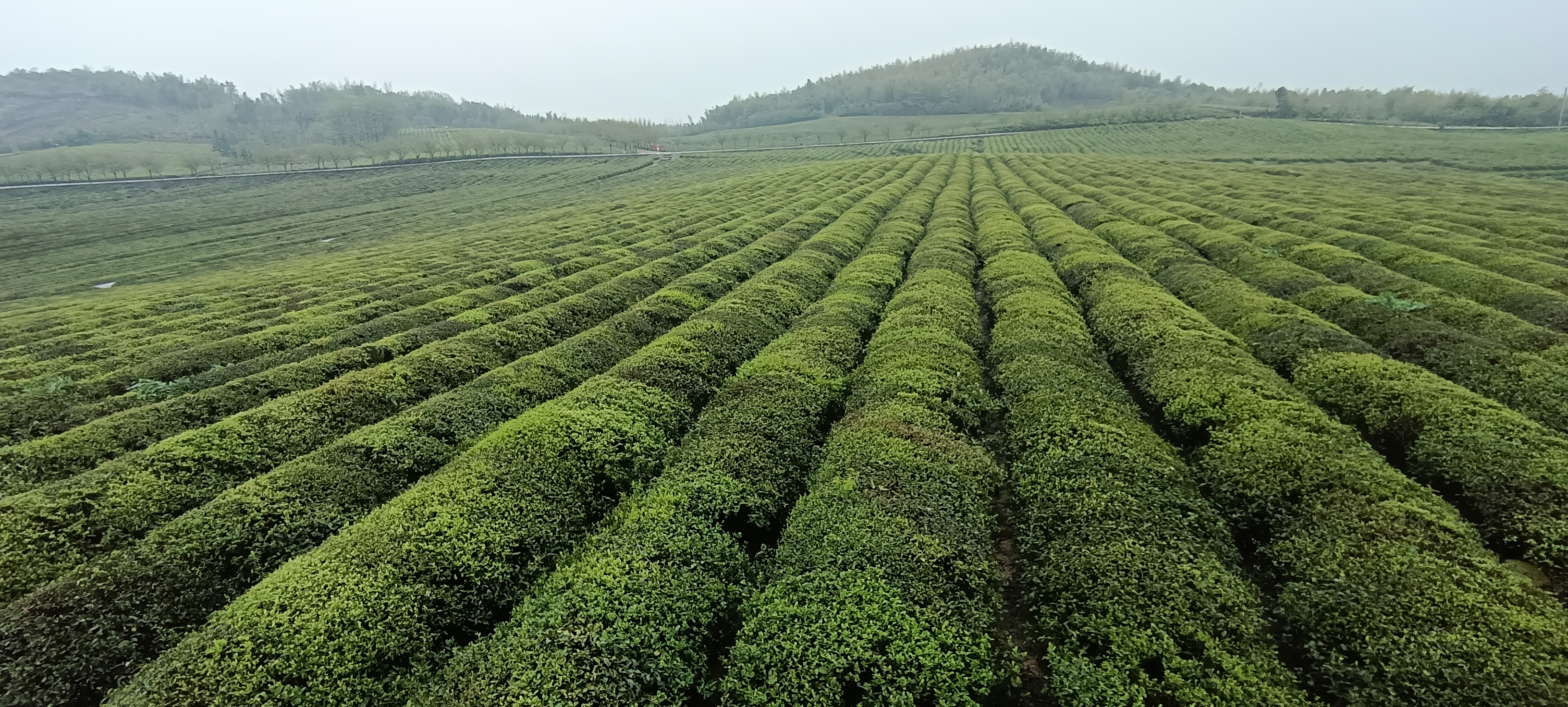 湖北旅游年卡坑不坑,年卡旅游年卡湖北