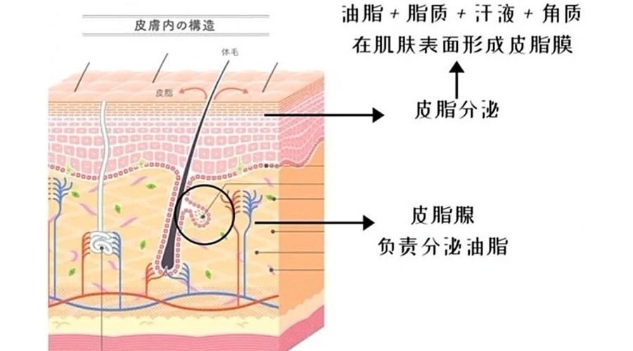年纪越大皮肤油脂分泌越来越少,皮肤油脂分泌旺盛最好的解决方法