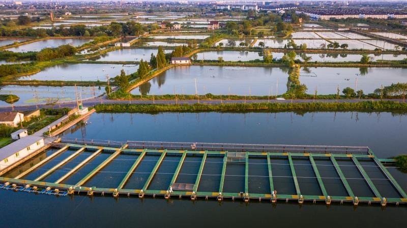 有一说一话共富②丨“一条鱼”带富一方人