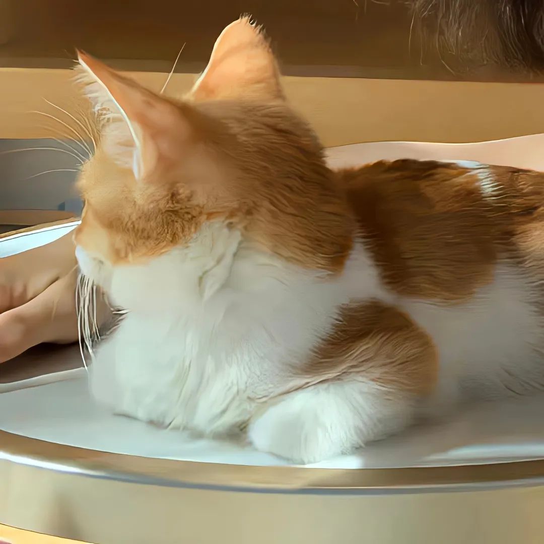 橘猫与咖啡,喝咖啡的橘猫