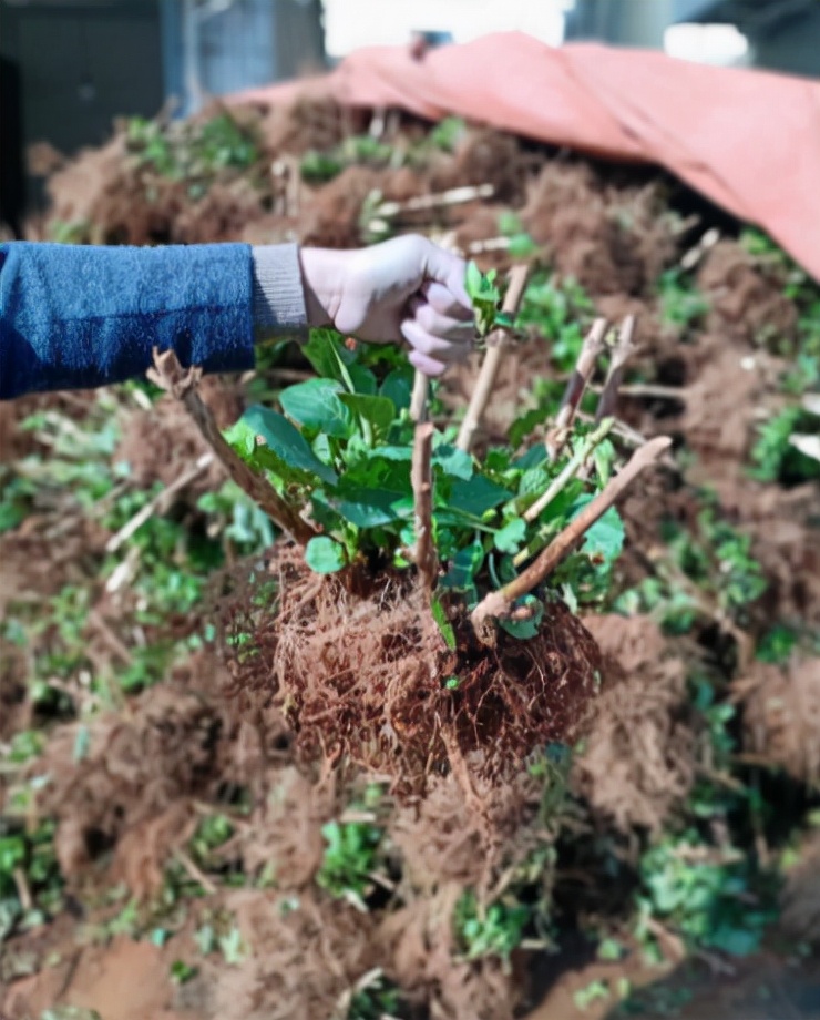 最容易买错的4种花,最容易买的5种花