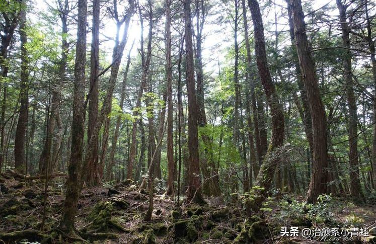 日本自杀森林究竟隐藏着什么秘密?为何如此诡异