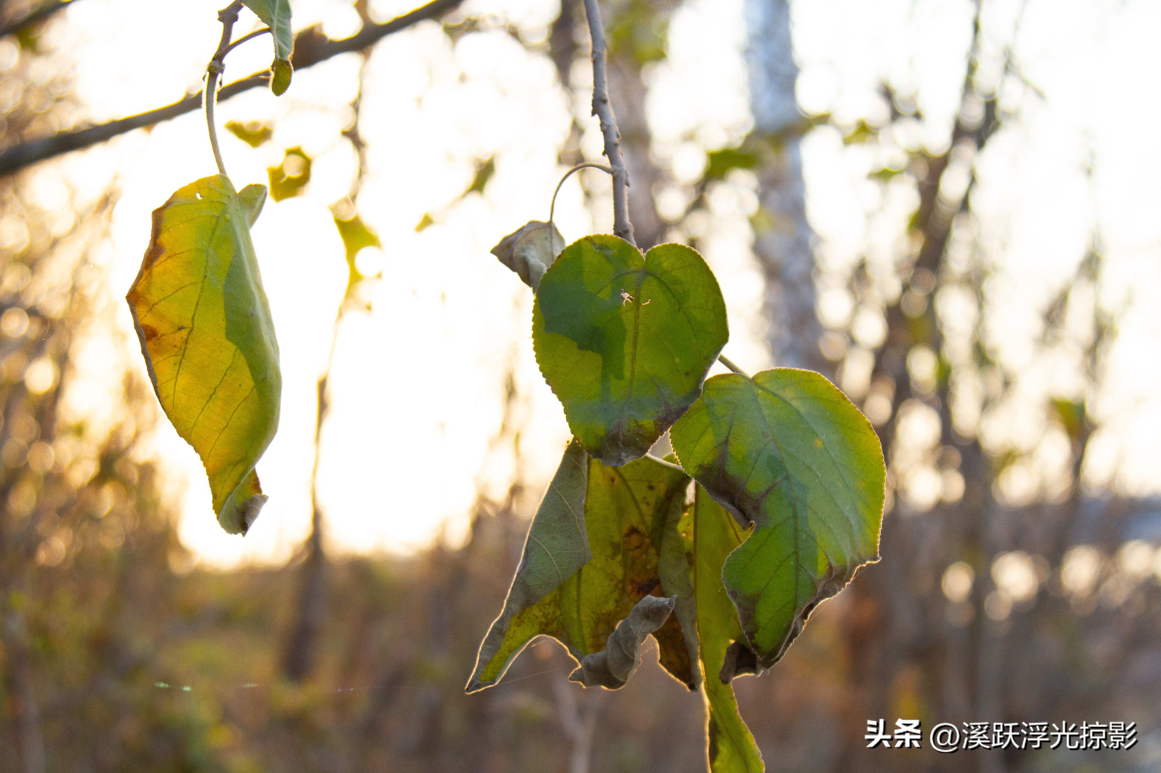 单反相机十大缺点,老相机真的不行了吗