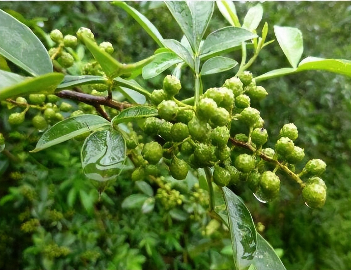 暴利工业废料变废为宝,重庆大叔将加工废蒸汽变废为宝