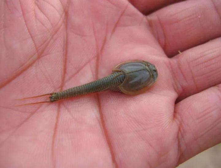 稻田惊现不明生物行动诡异,大山深处不明生物真相大揭秘