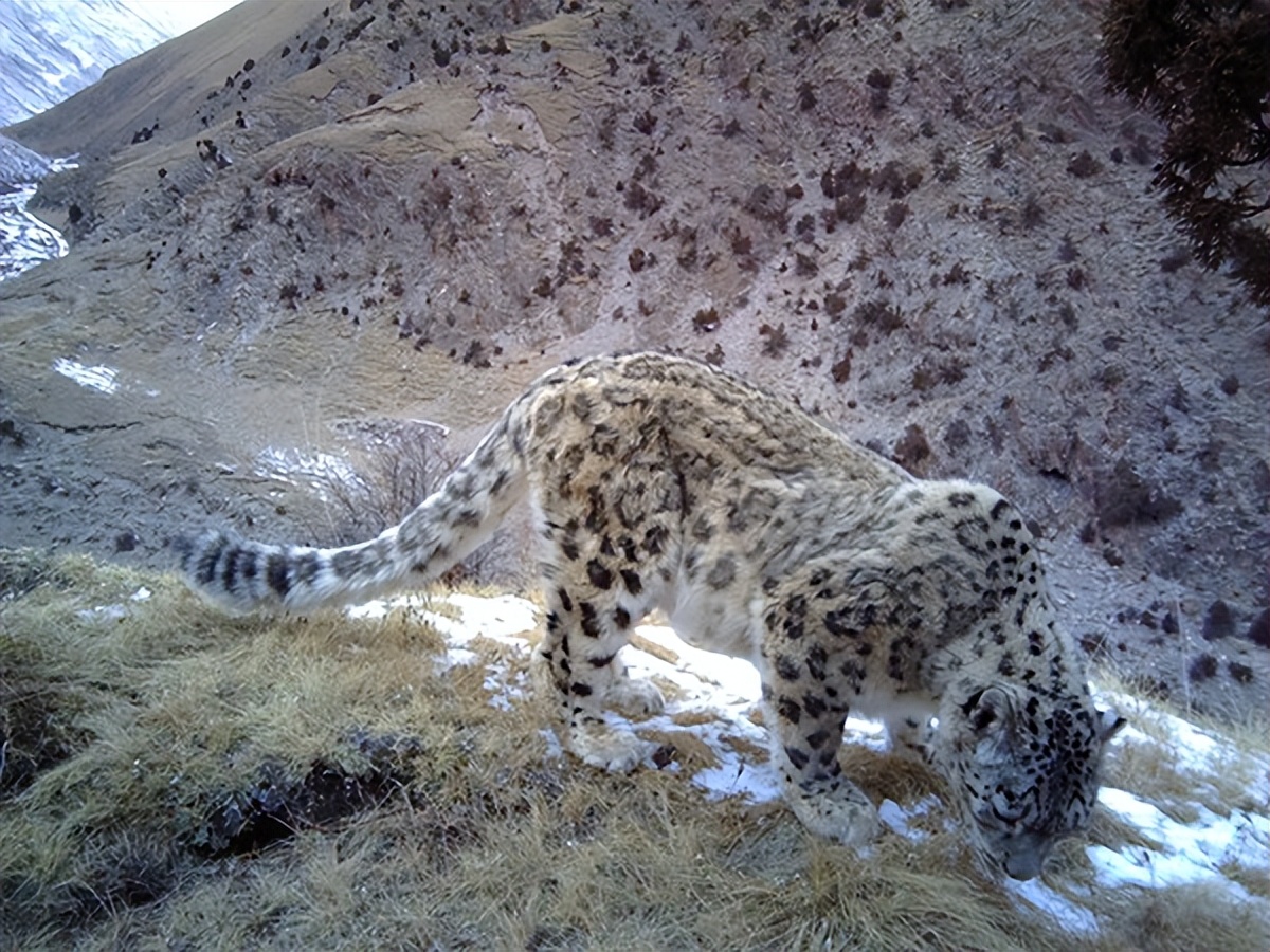 08年新疆牧民捡两只猫崽,中国男子捡到一只奶猫