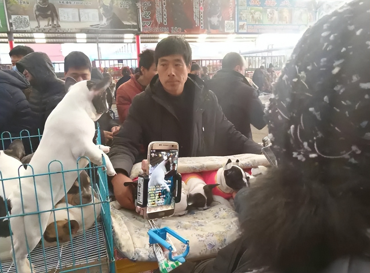 狗市买狗=肉包子打狗？普遍活不过七天，养宠小白重灾区