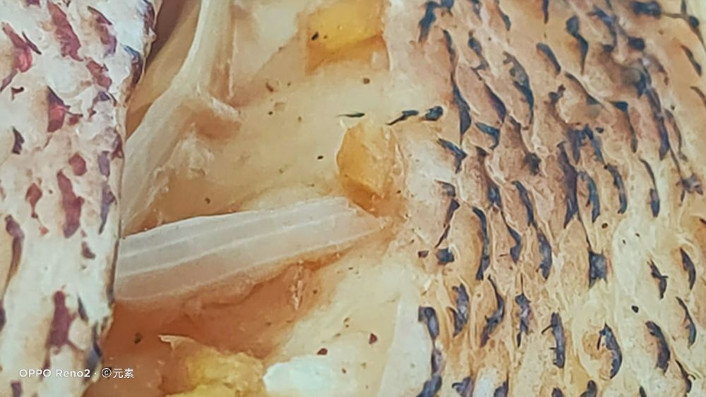 海南最受欢迎的鱼,海南岛好吃的鱼有几种