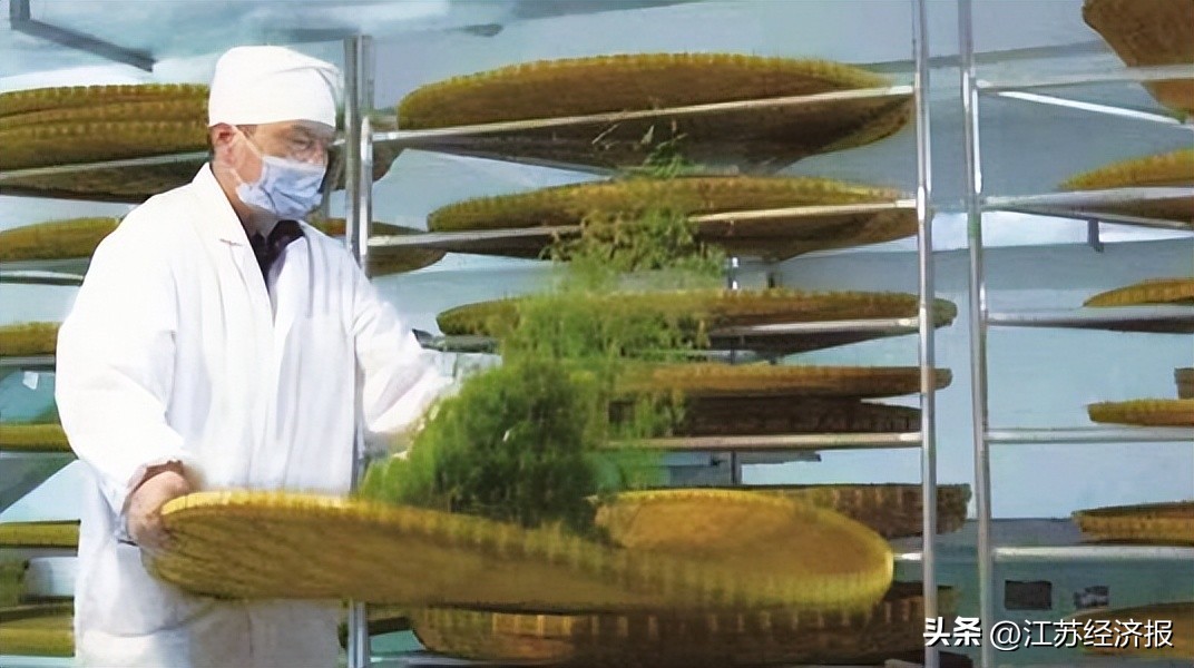 中央专项彩票公益金助力南京晶桥革命老区乡村振兴发展（3）｜晶桥镇擦亮雨花茶“非遗”名片