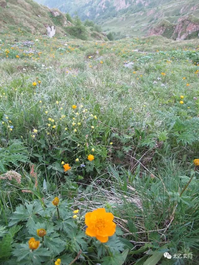 小五台山金莲花坡,小五台金莲花