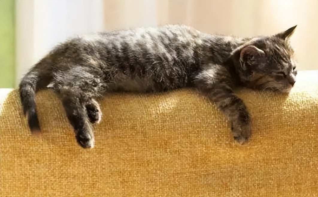 猫咪越养越瘦是什么原因,猫咪胃口不好越来越瘦是怎么回事