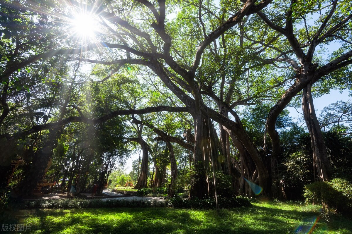 美丽的西双版纳冬天避寒的好地方,冬天度假与西双版纳相似的地方