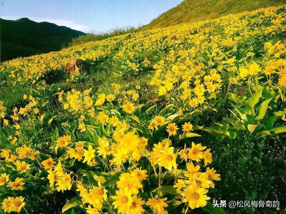 地上的花开万紫千红,心中有花香人生四季皆风景