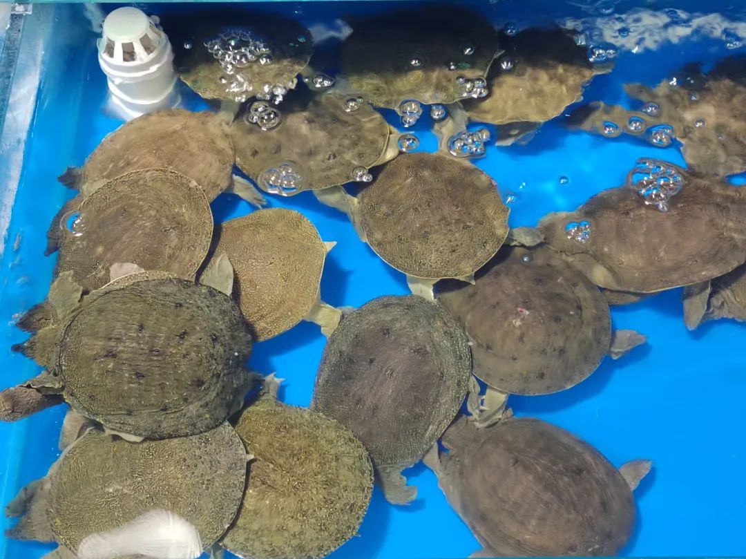 记者实地探访京深海鲜市场,昌平北七家海鲜批发市场