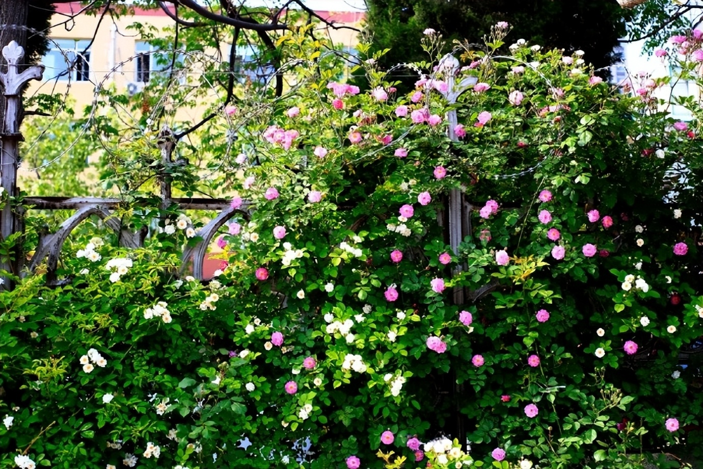 人到五十岁后，发现生儿子和女儿，太不一样了