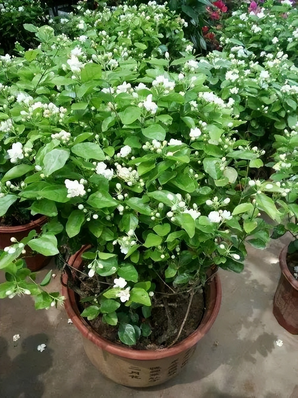 家里有一片地种菜,家里有块空地该种什么果蔬