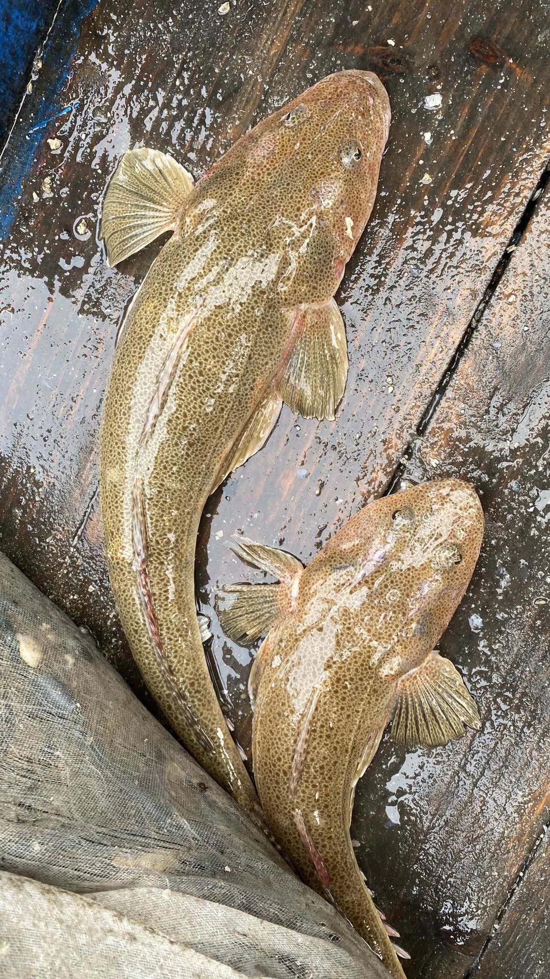 鱼类食材大全名称图片,鱼类菜谱大全100种