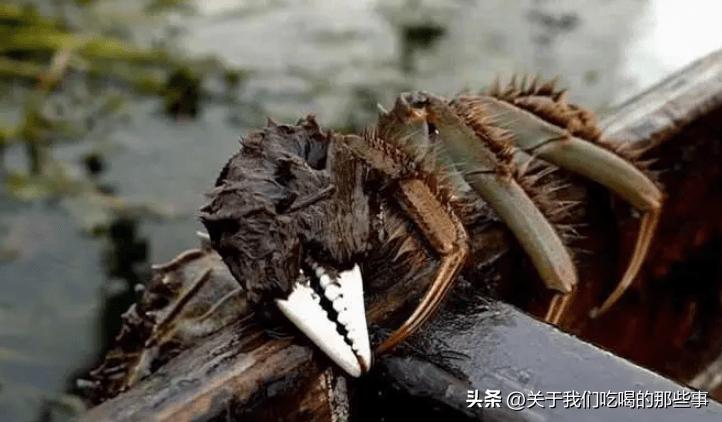 死螃蟹有一点点臭味能不能吃,活螃蟹哪些地方不能吃