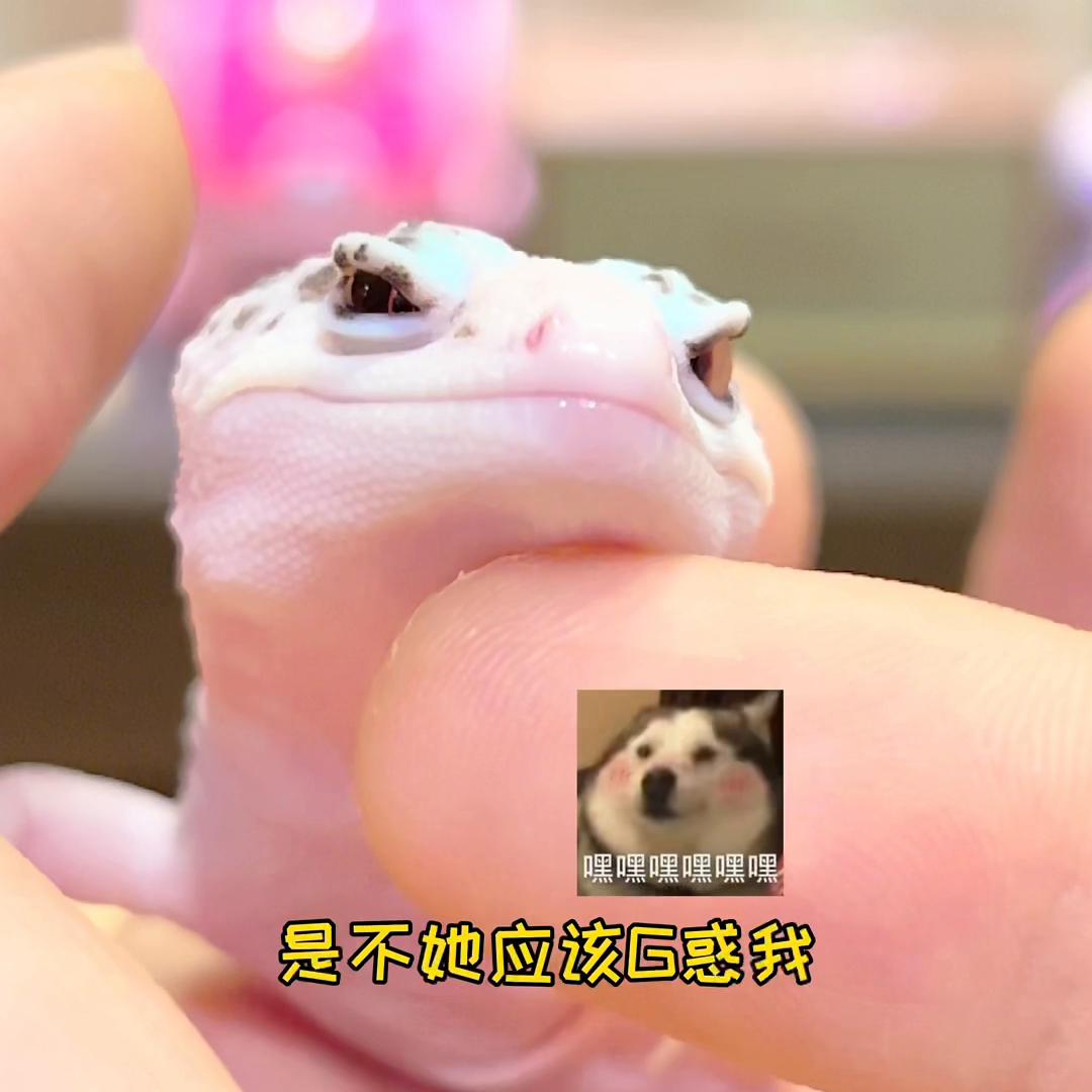 妲己守宫蜕皮,妲己豹纹守宫