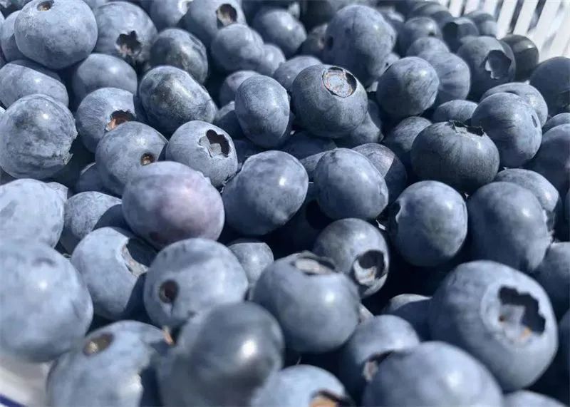 浜戝崡鎬掓睙鍗佸ぇ蹇呭悆缇庨,浜戦鍝佸皾鑸屽皷涓婄殑绾㈡渤