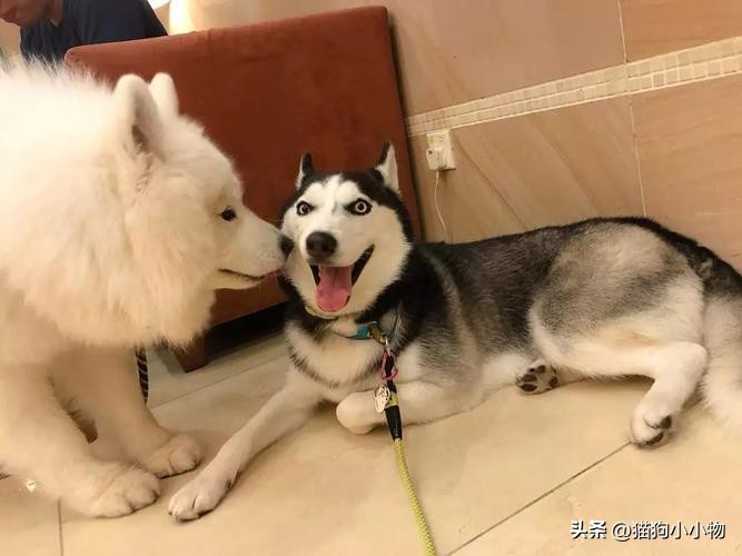 萨摩耶和哈士奇在一起会怎么样,萨摩耶跟哈士奇对比