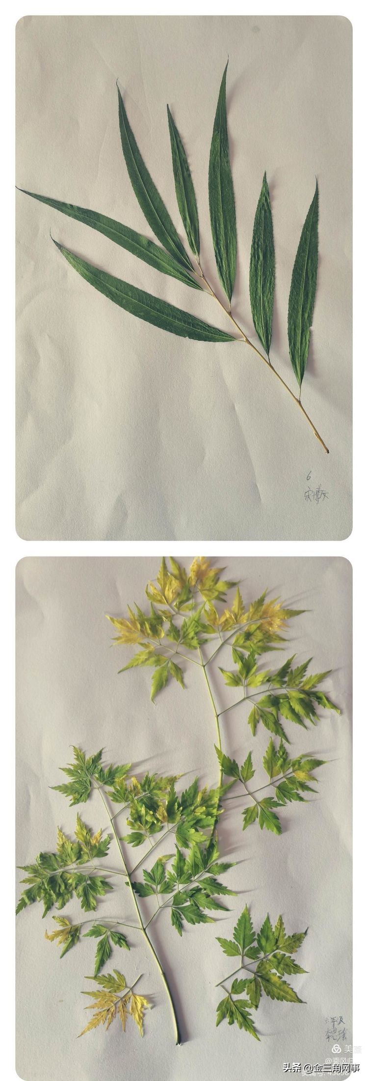 临猗庙上初中推进并践行植物标本课程