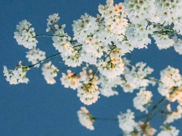 天秤座对不喜欢的人都懒得搭理,天秤座不想搭理你的表现