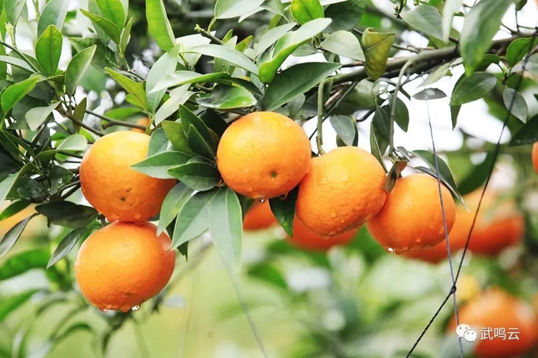 政府政策支持武鸣沃柑产业发展,武鸣沃柑品牌建设升级