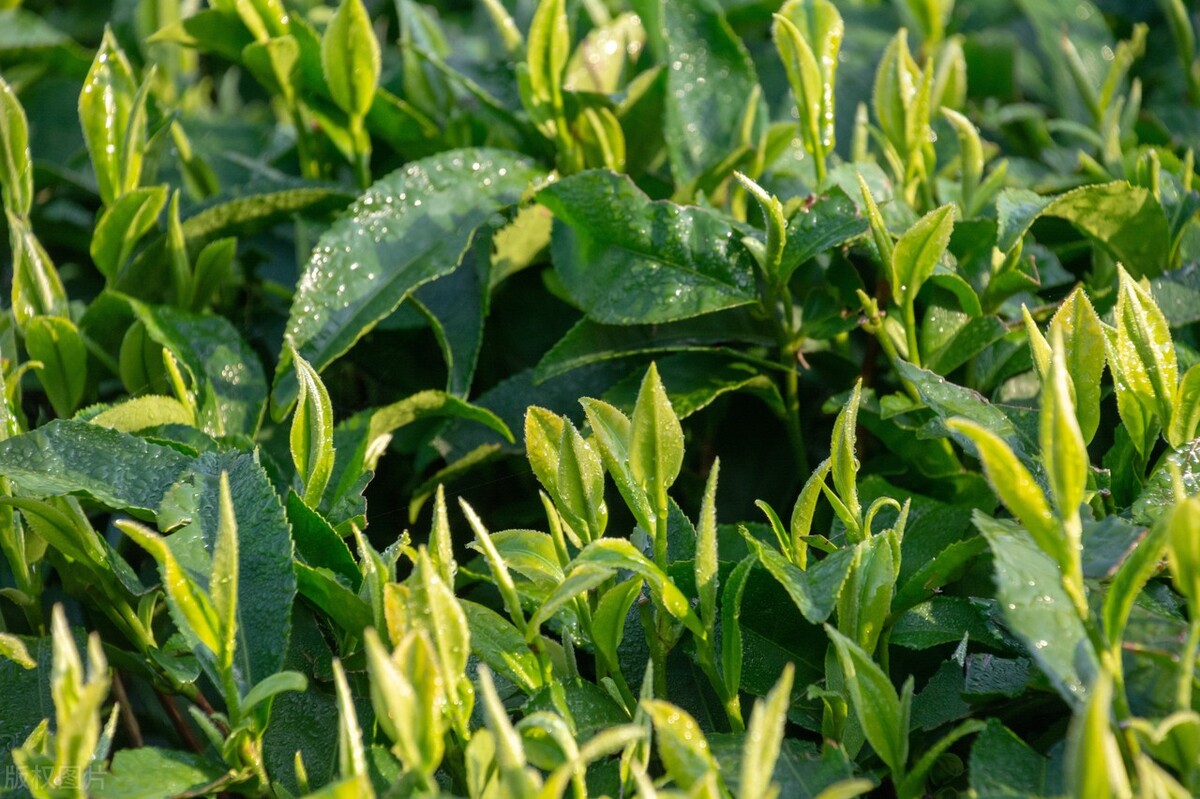 谷雨节喝谷雨茶,谷雨节气能喝什么茶水