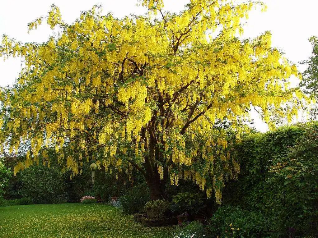 开花植物大全100种,实用分享30款小型开花树种介绍
