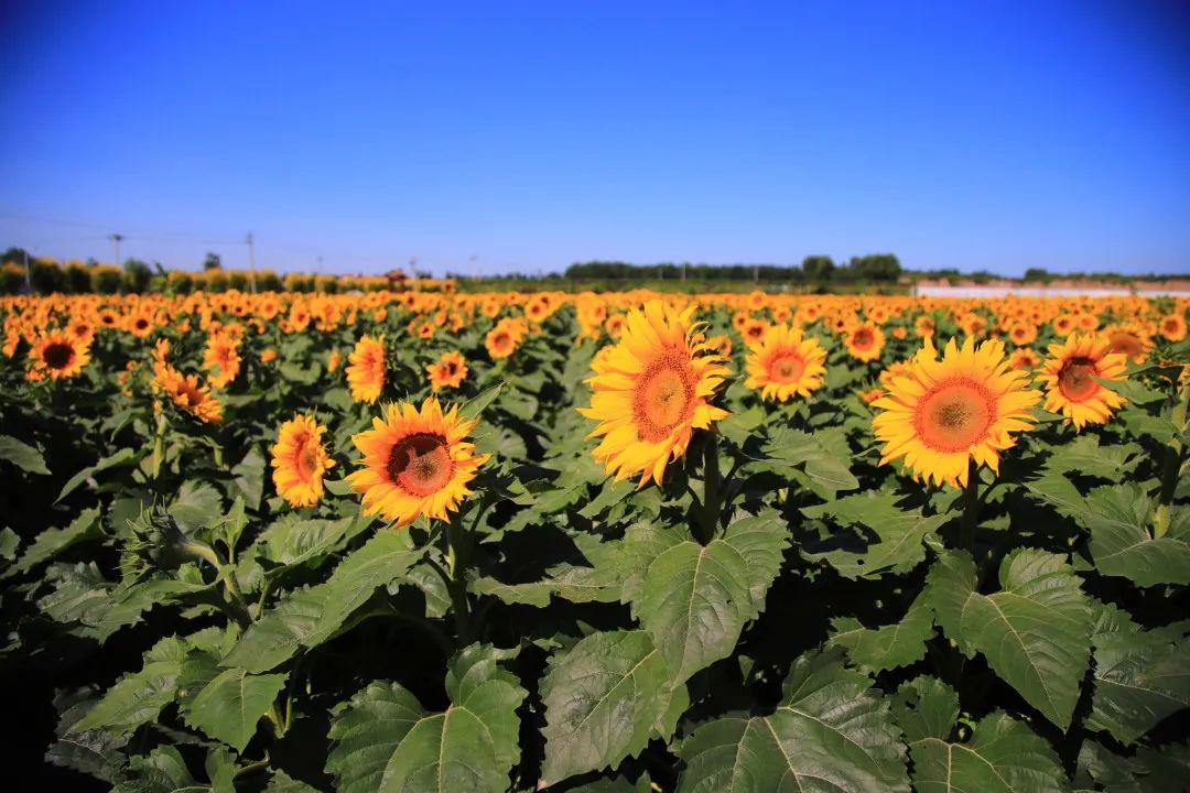 北京周边的向日葵花海,顺义向日葵花海