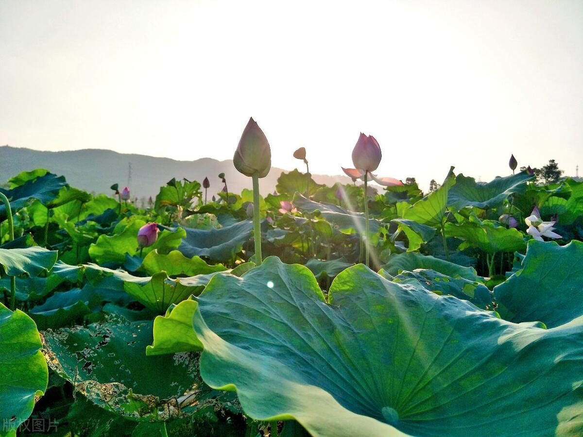 北方避暑旅游城市推荐,必去的避暑之都
