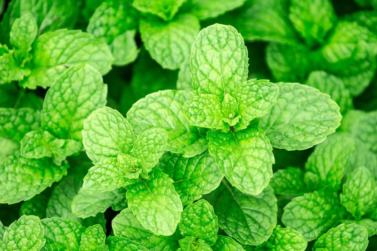 薄荷上长满绿色的小虫子怎么办,薄荷长了好多蚂蚁怎么办