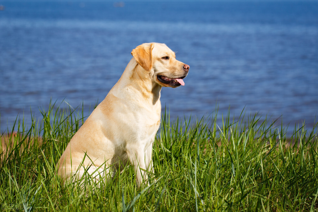 狗狗的出生纸是什么,狗狗的出生纸怎么弄出来